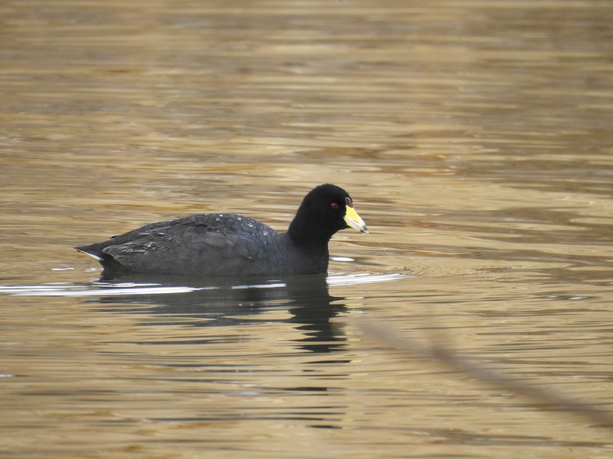American Coot - ML630523236