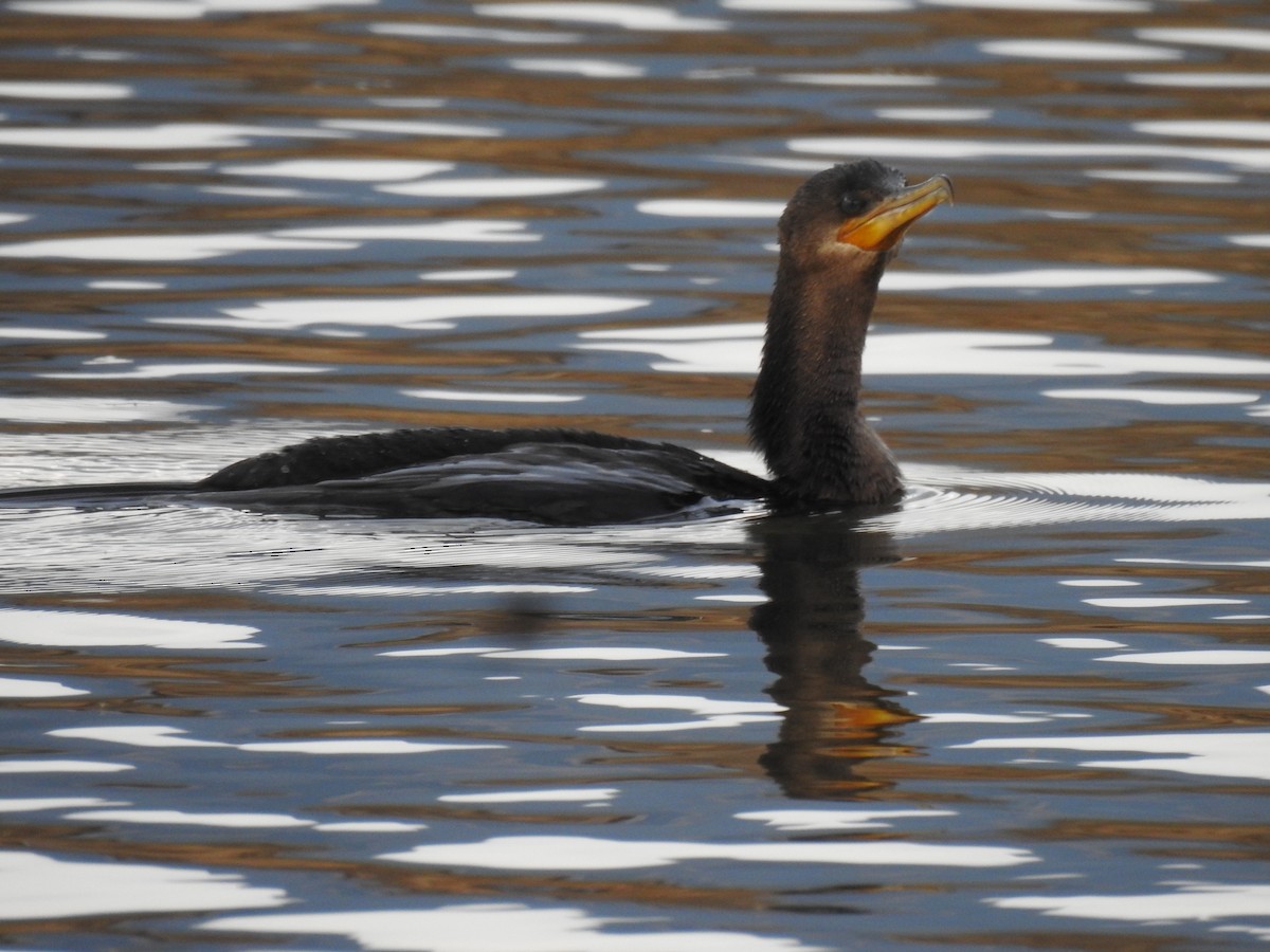 Neotropic Cormorant - ML630523300