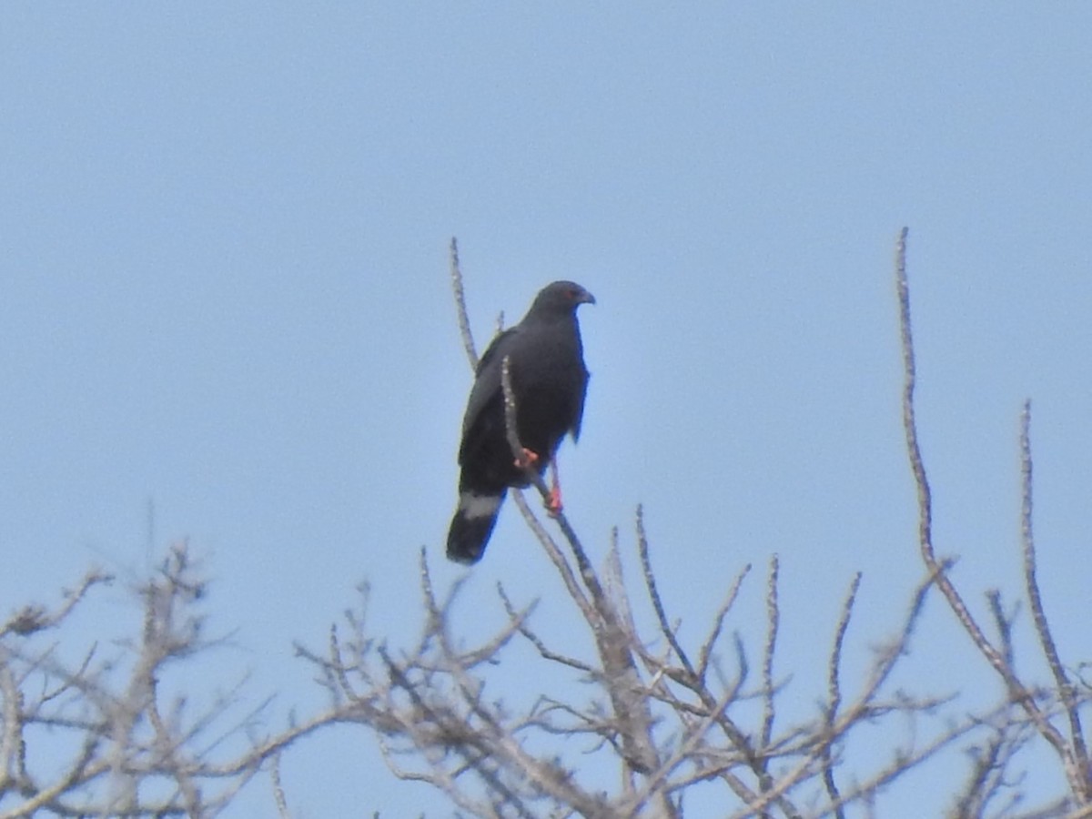 Crane Hawk - ML630523721