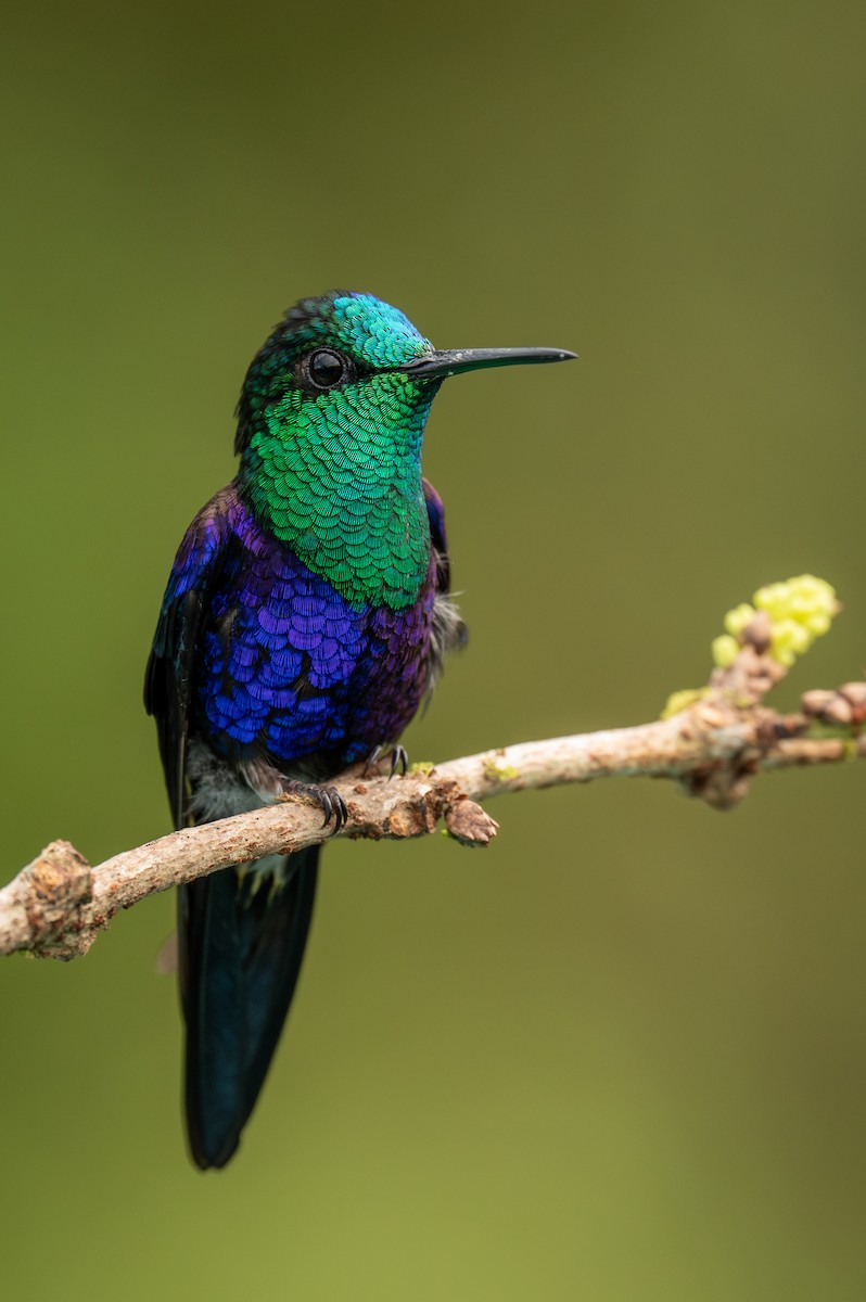 Crowned Woodnymph - ML630524209