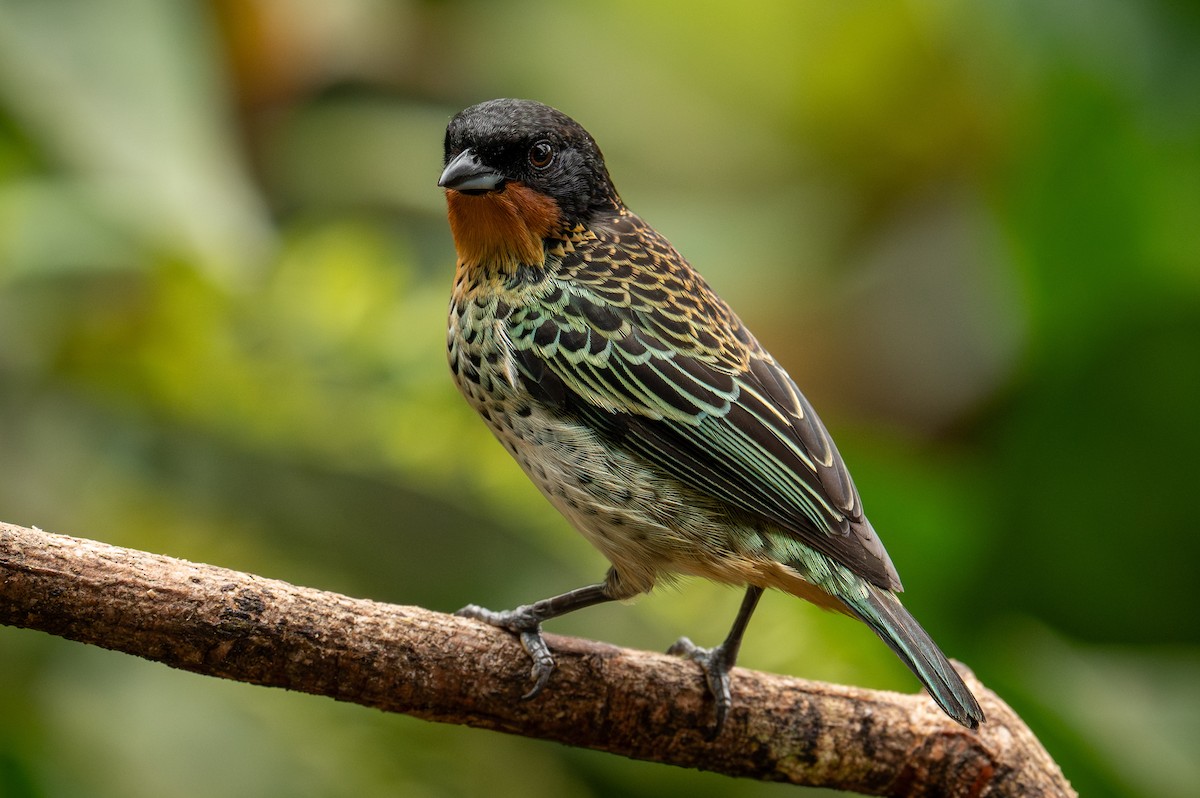 Rufous-throated Tanager - ML630524237
