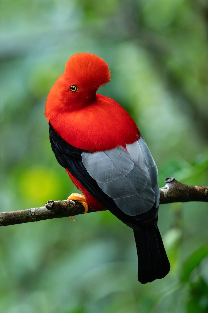 Andean Cock-of-the-rock - ML630524272