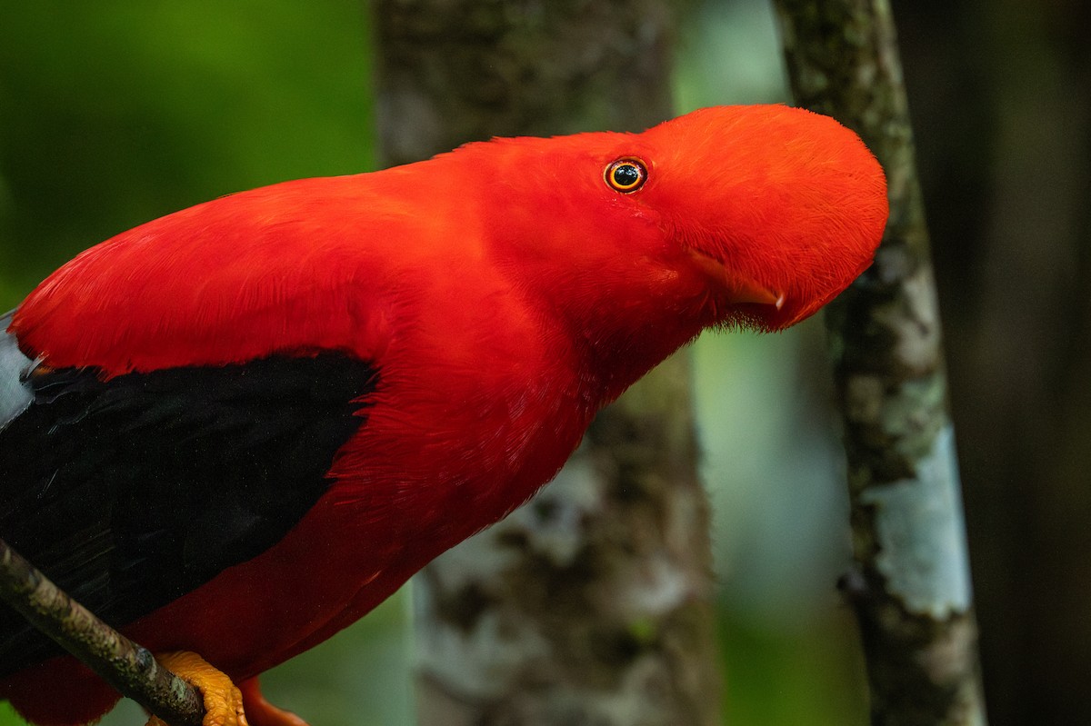 Andean Cock-of-the-rock - ML630524273