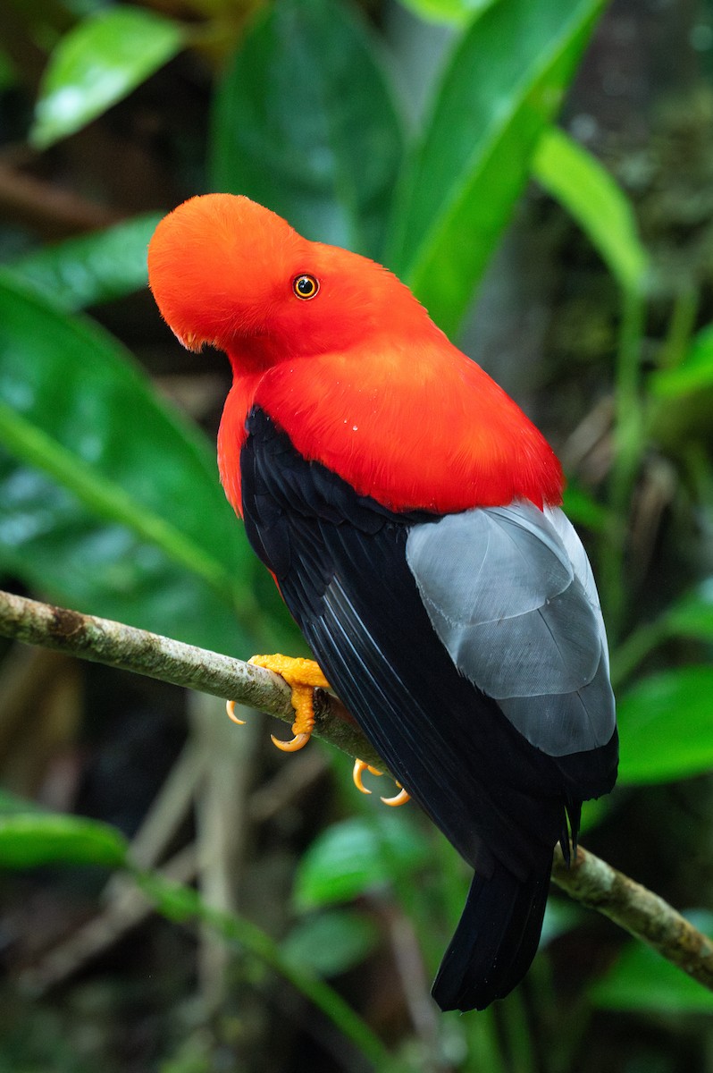 Andean Cock-of-the-rock - ML630524274