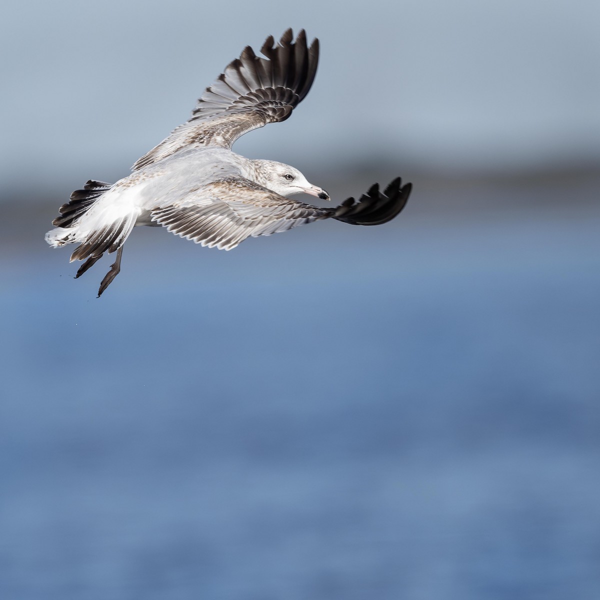 Ring-billed Gull - ML630524337