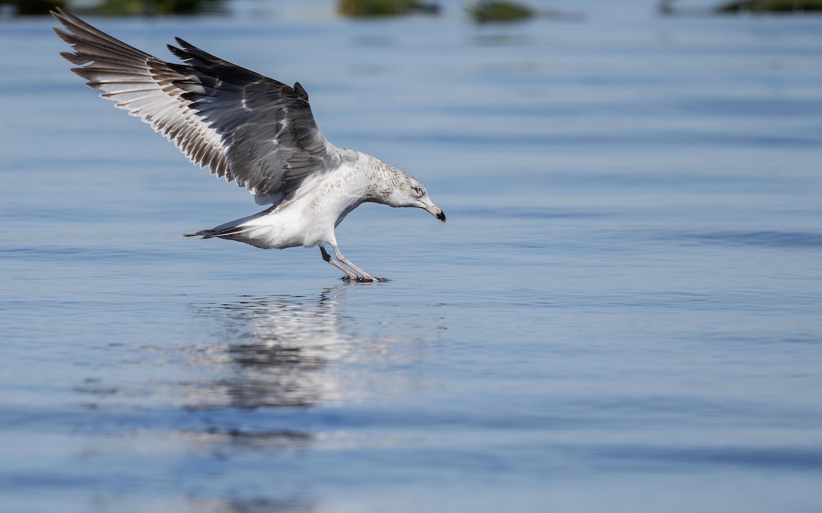Ring-billed Gull - ML630524338