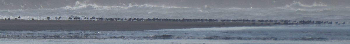 bird sp. - ML630524420