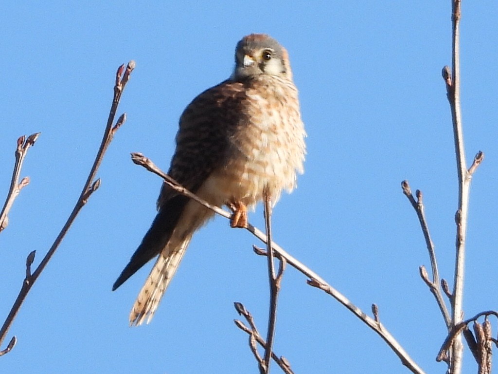 American Kestrel - ML630524684