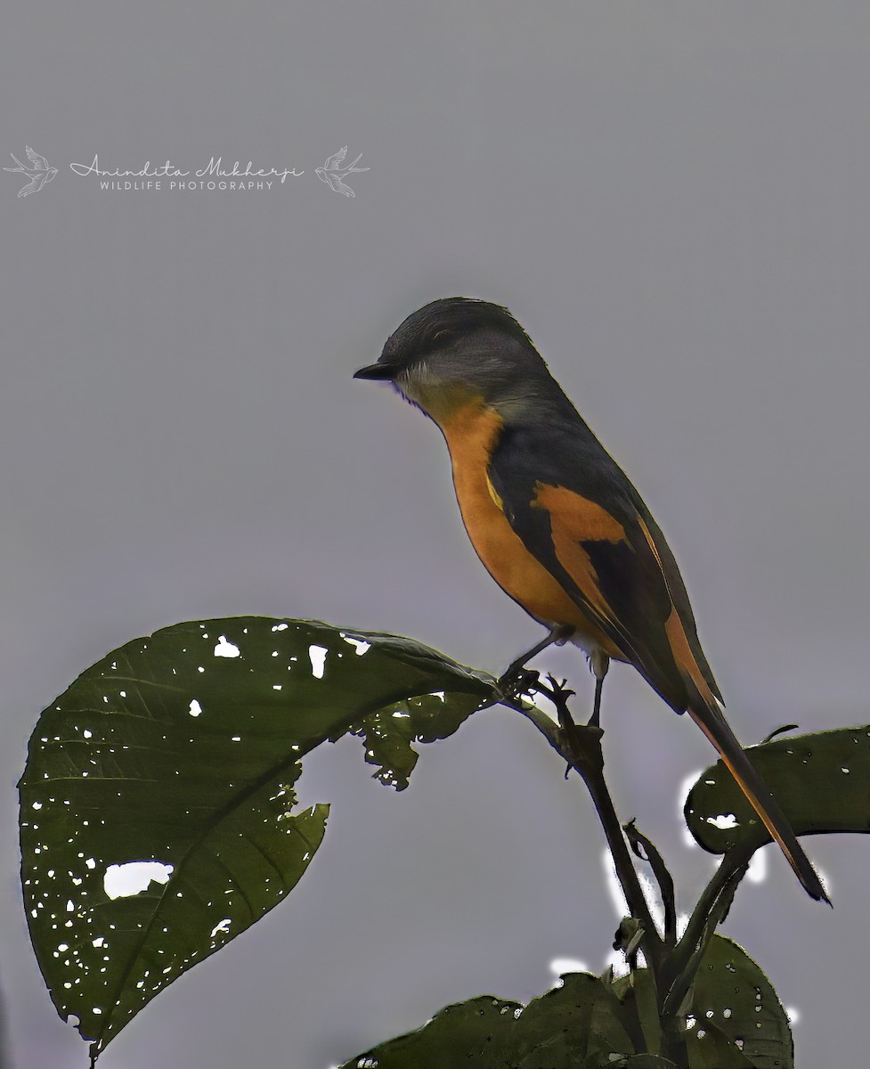 Gray-chinned Minivet - ML630524800