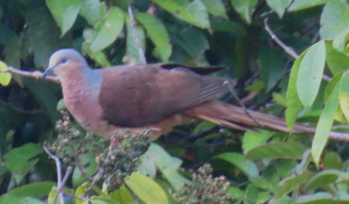 Amboyna Cuckoo-Dove - ML630524838