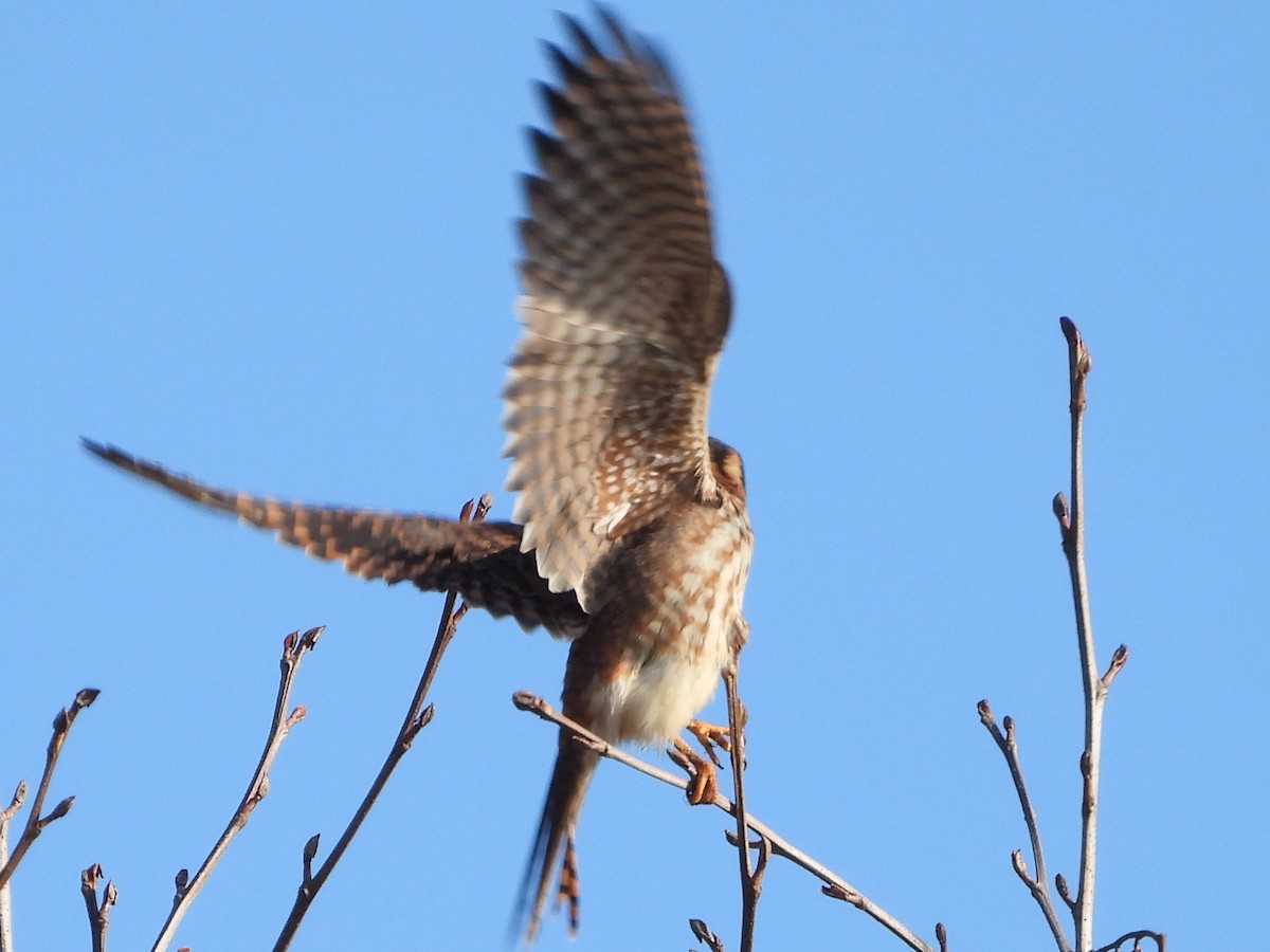 American Kestrel - ML630524864