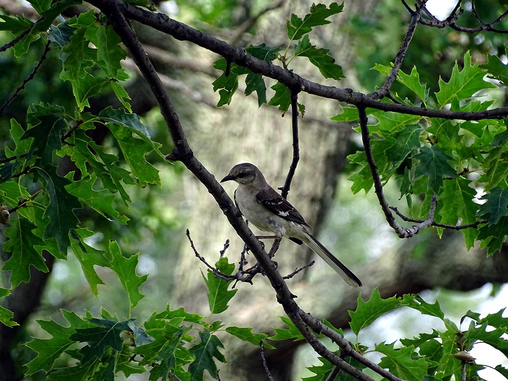 Northern Mockingbird - ML63052491