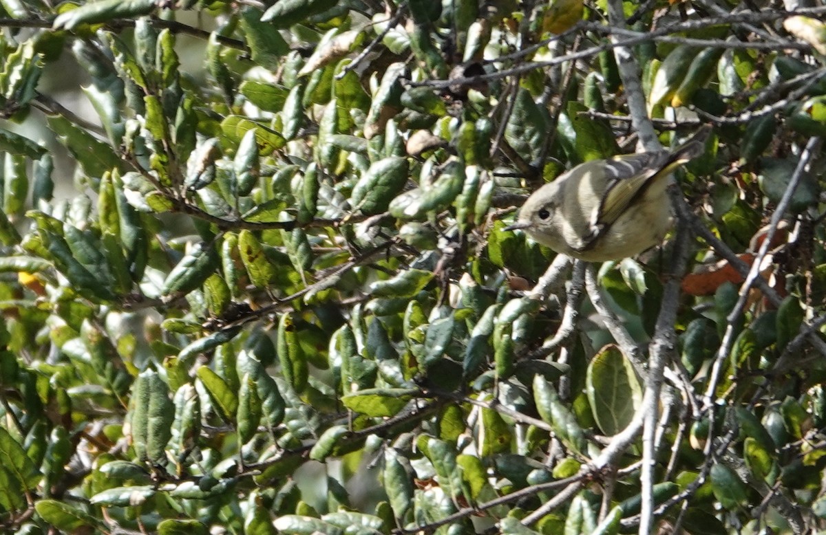 Roitelet à couronne rubis - ML630525006