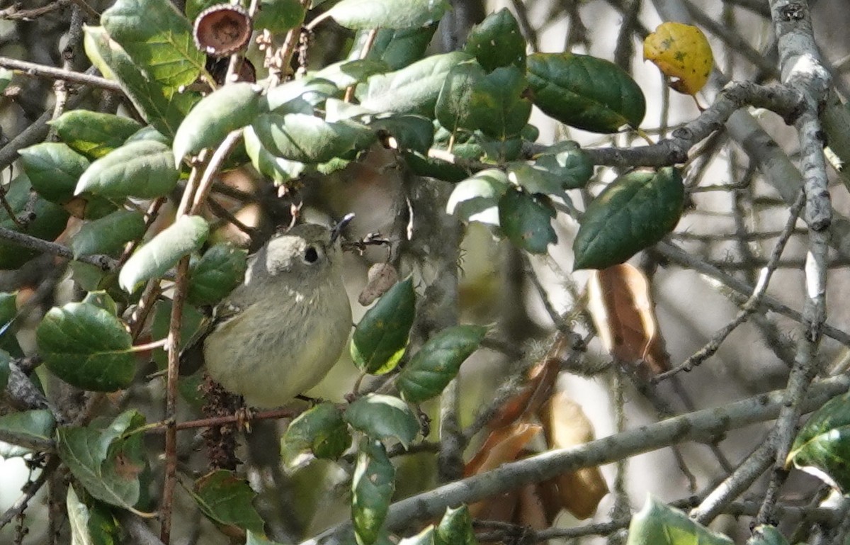 Roitelet à couronne rubis - ML630525009
