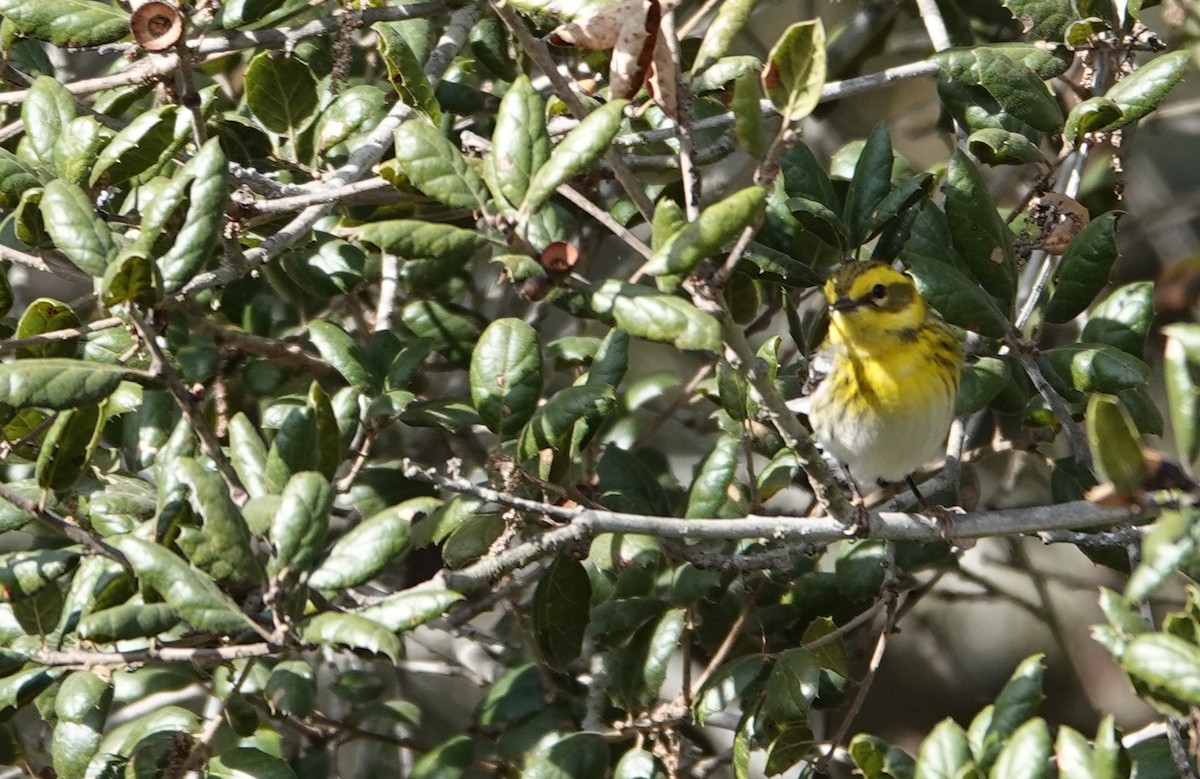 Paruline de Townsend - ML630525020