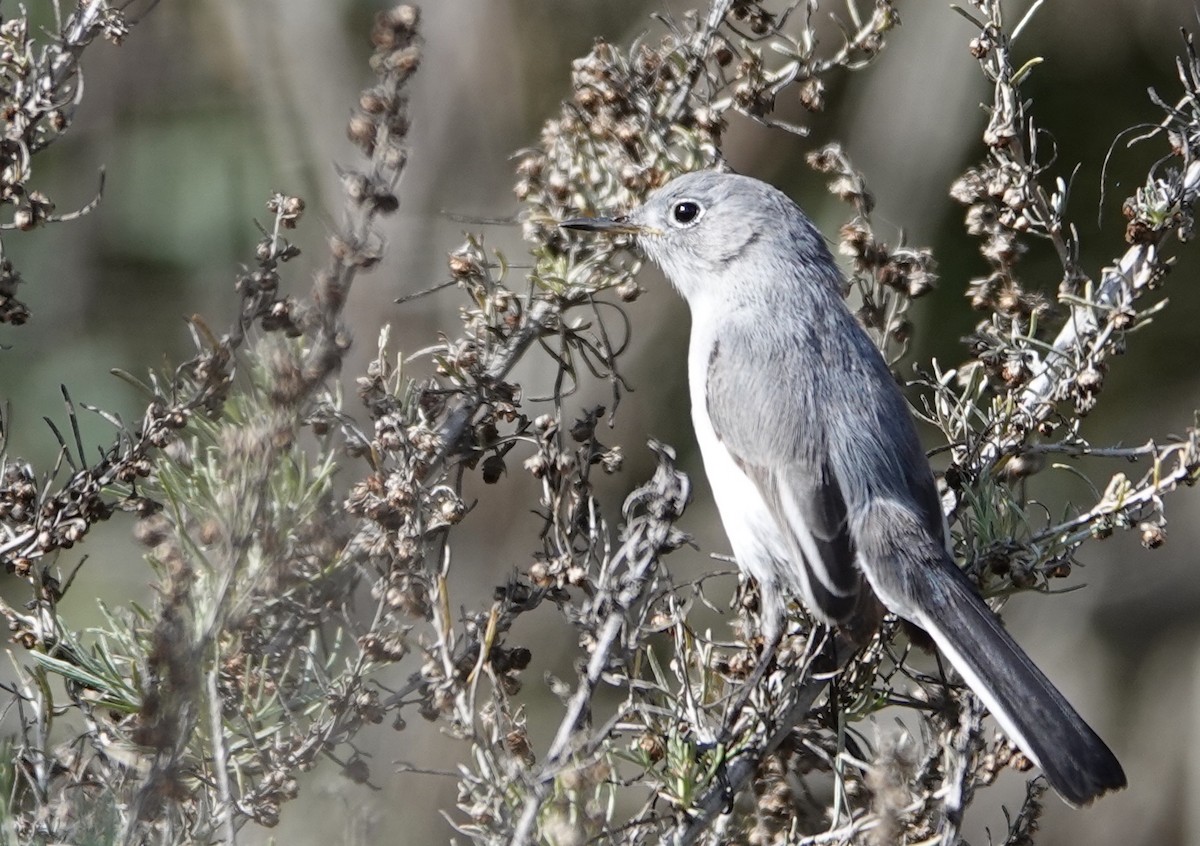 Gobemoucheron gris-bleu - ML630525024