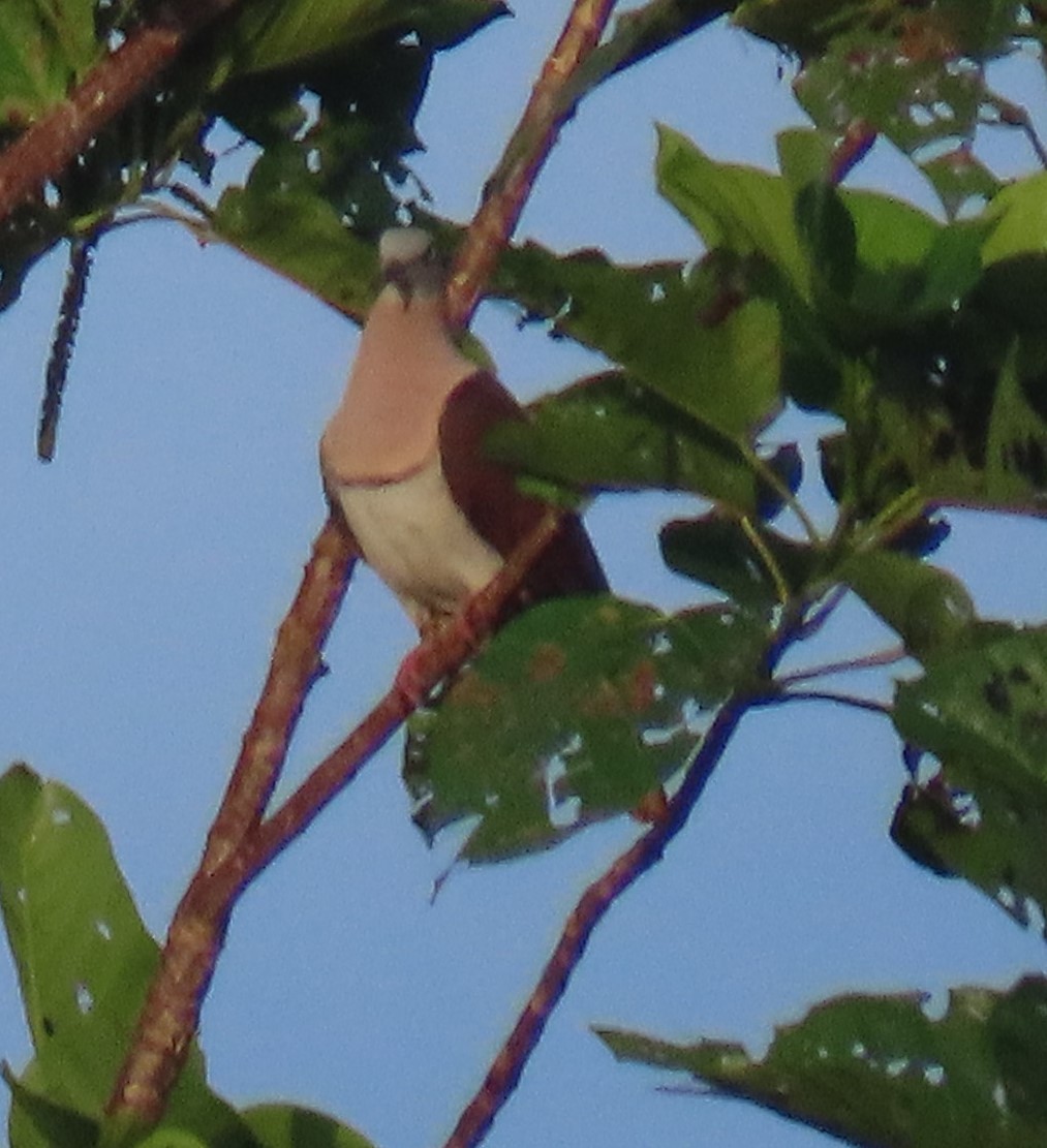 Zoe's Imperial-Pigeon - ML630525066