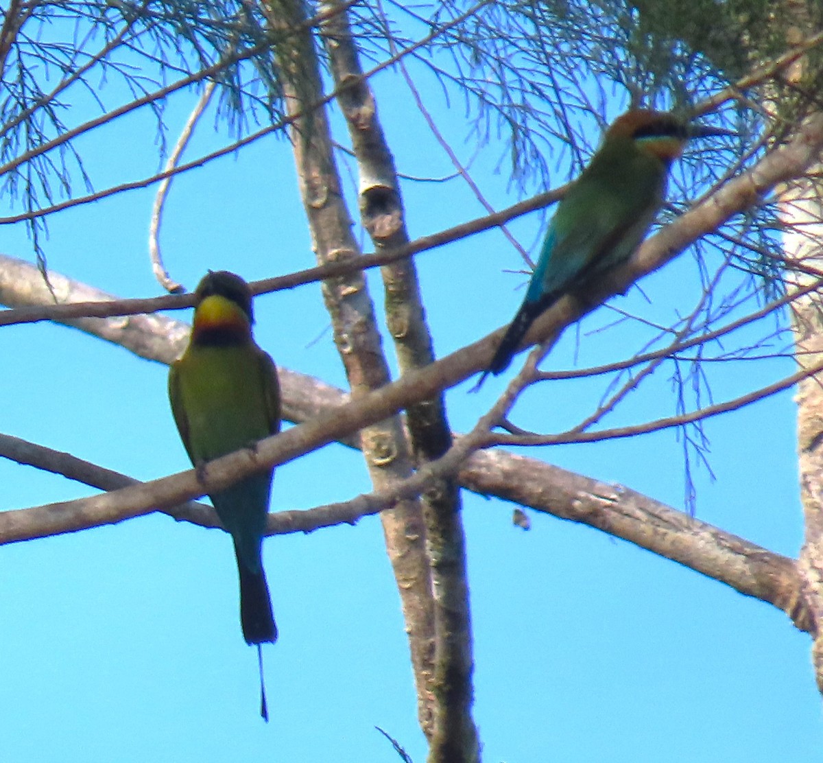 Rainbow Bee-eater - ML630525073