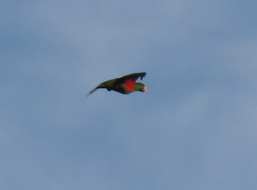 Papuan Eclectus - ML630525092