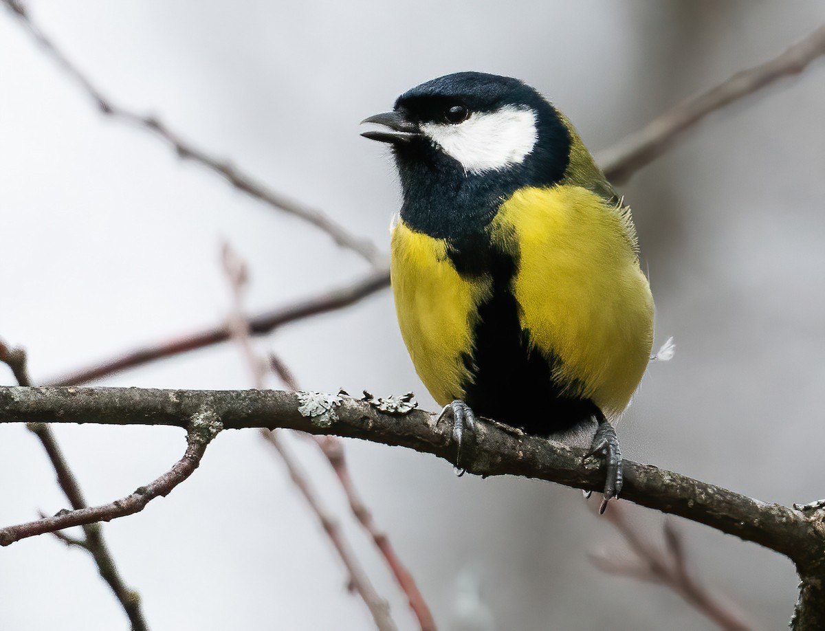 Их хөх бух - ML630525166