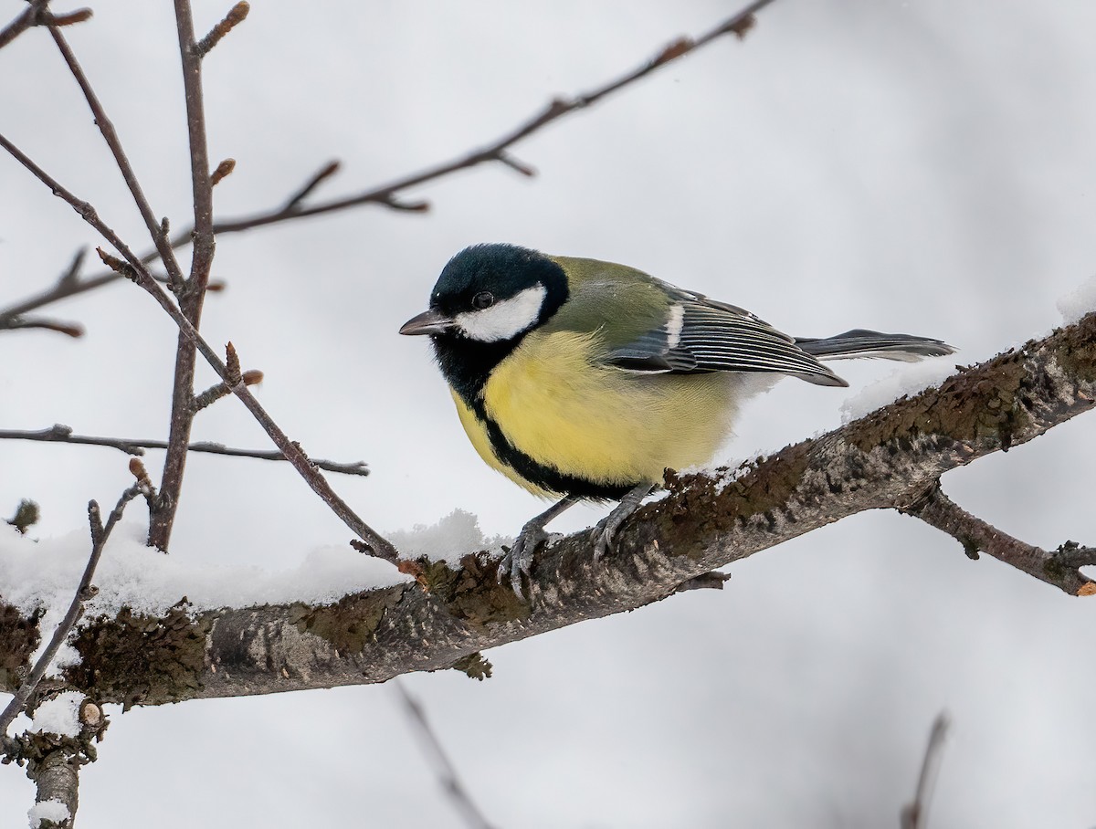 Их хөх бух - ML630525167