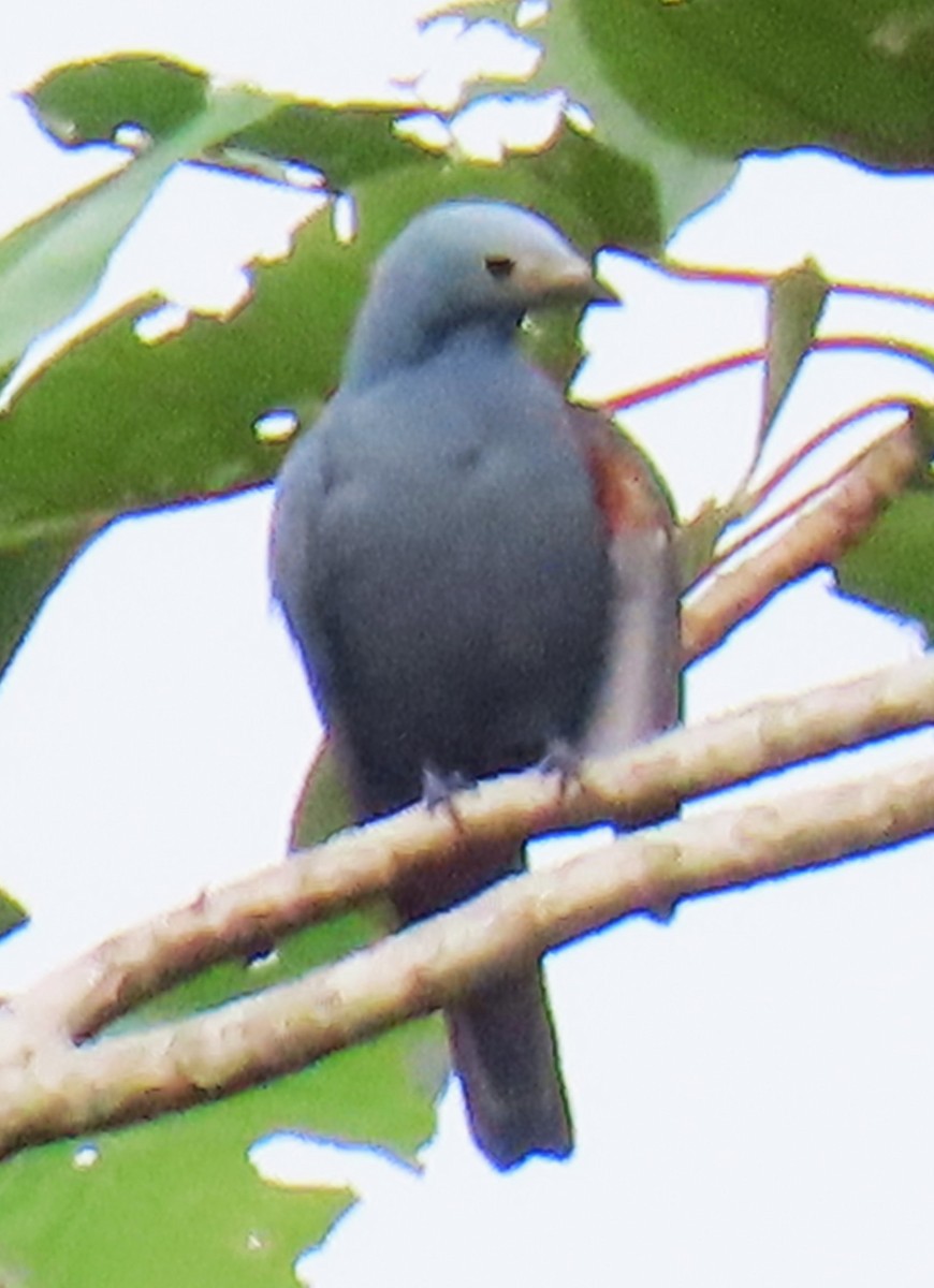 Boyer's Cuckooshrike - ML630525281