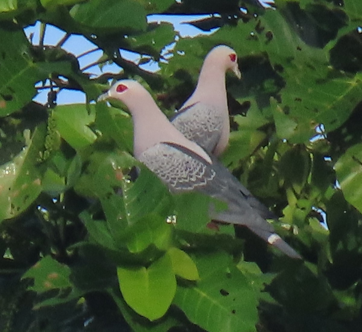 Pinon's Imperial-Pigeon - ML630525295