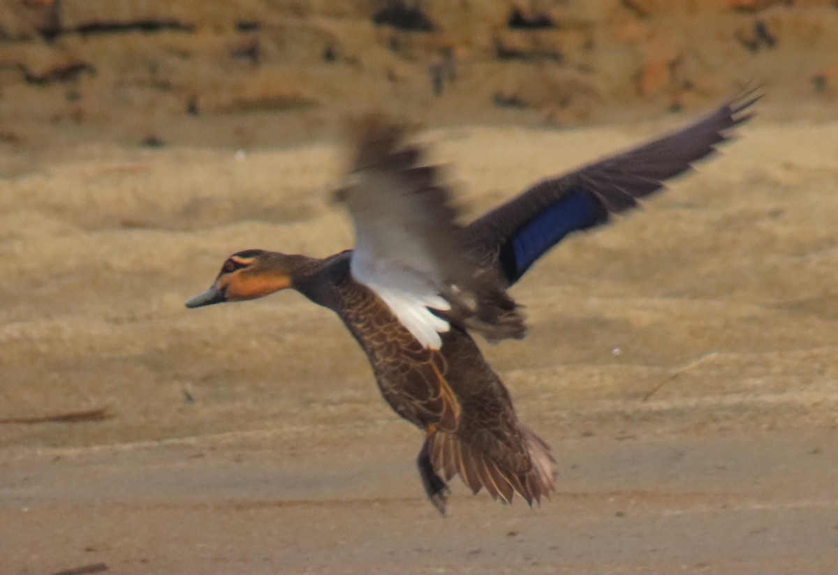 Pacific Black Duck - ML630525306
