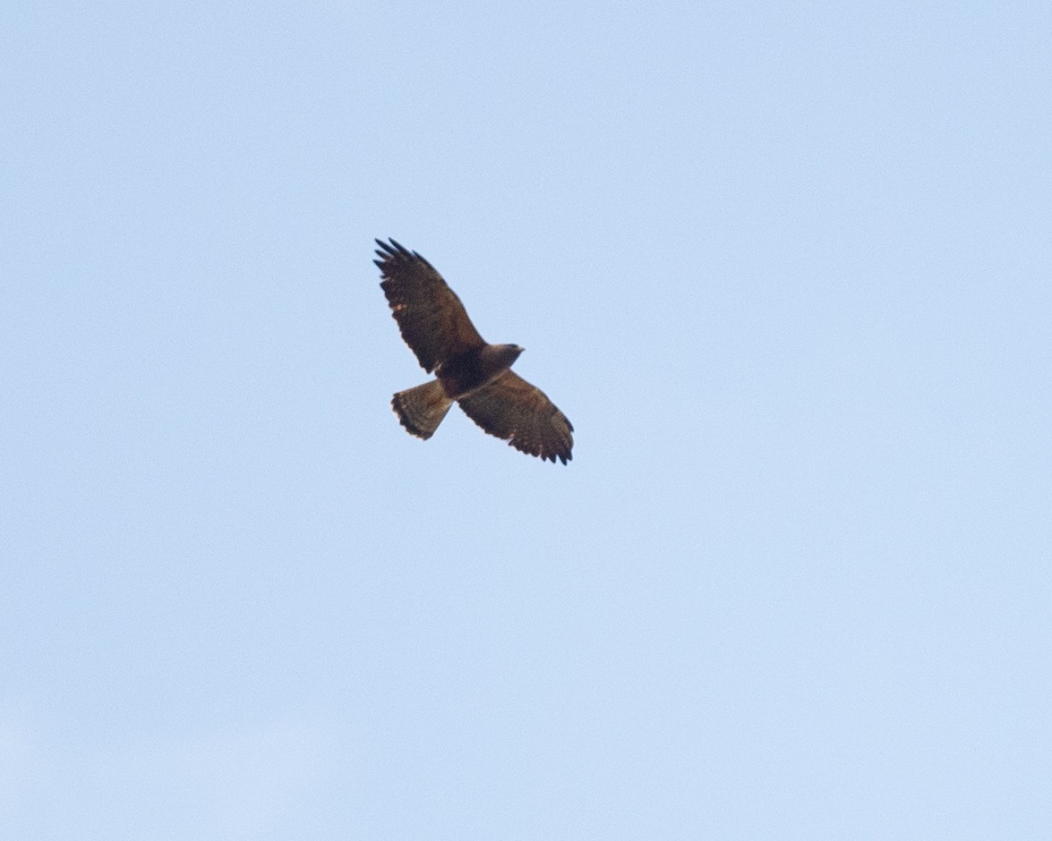 Swainson's Hawk - ML630525313