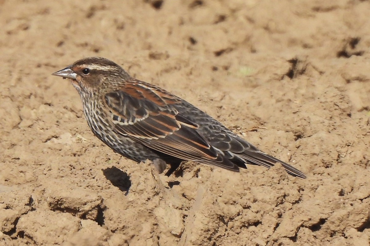 Red-winged Blackbird - ML630525321