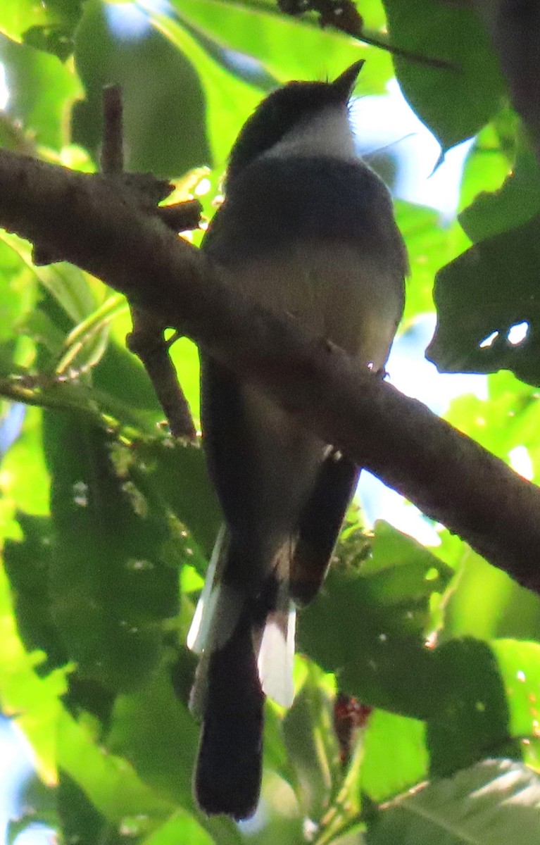 Northern Fantail - ML630525328