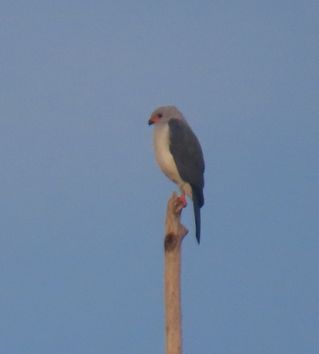 Gray-headed Goshawk - ML630525463
