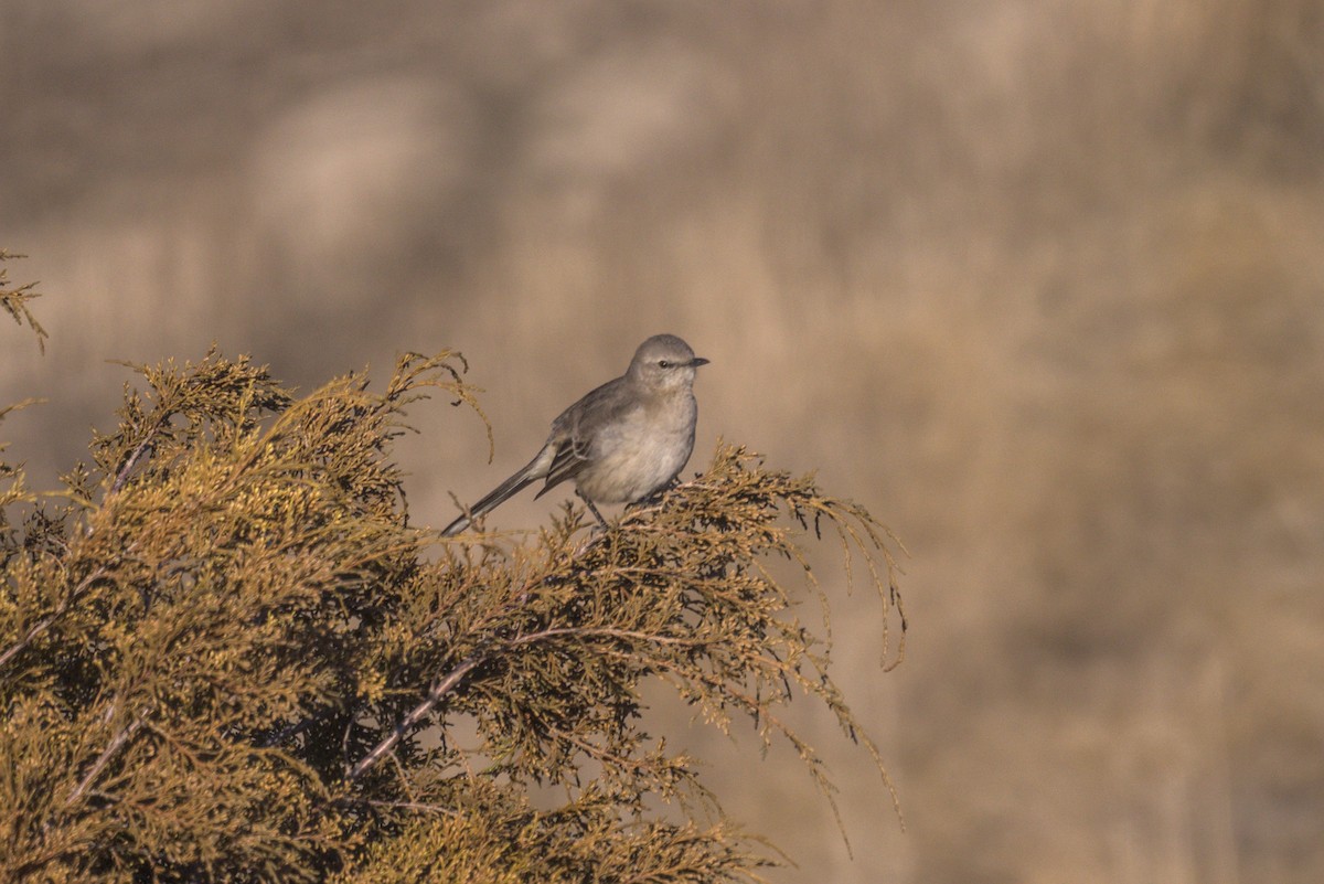 Northern Mockingbird - ML630525798