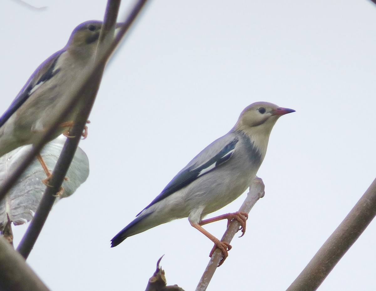 Red-billed Starling - ML630525873