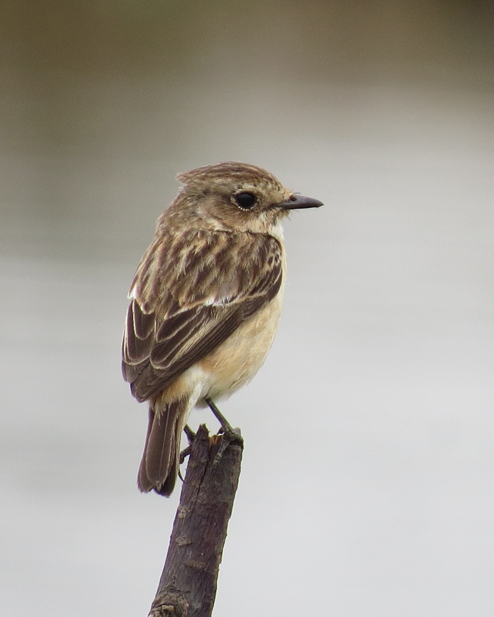 Amur Stonechat - ML630525892