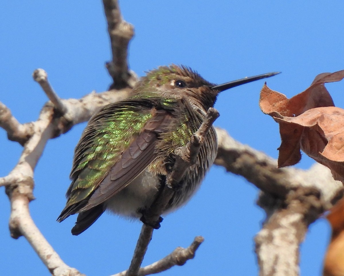 Anna's Hummingbird - ML630526007