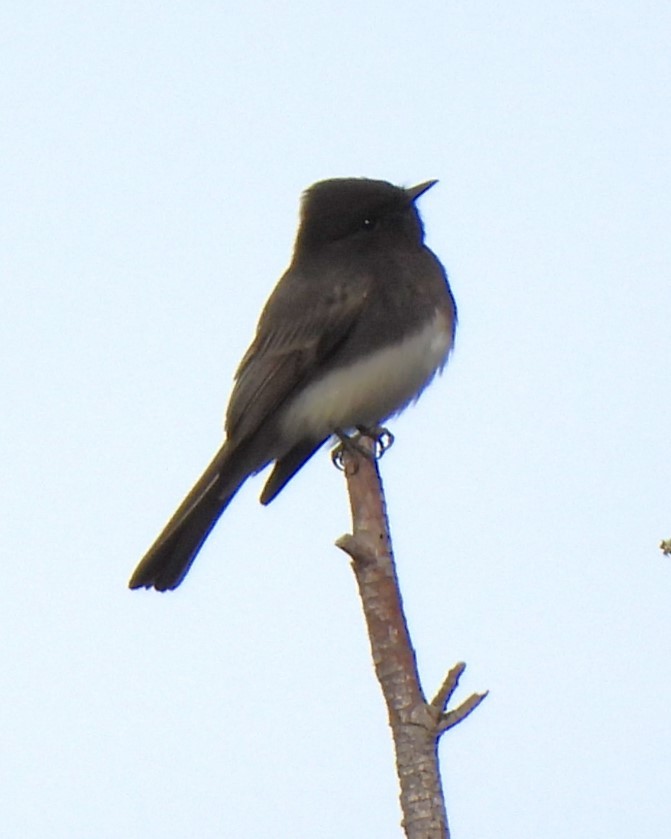 Black Phoebe - ML630526016