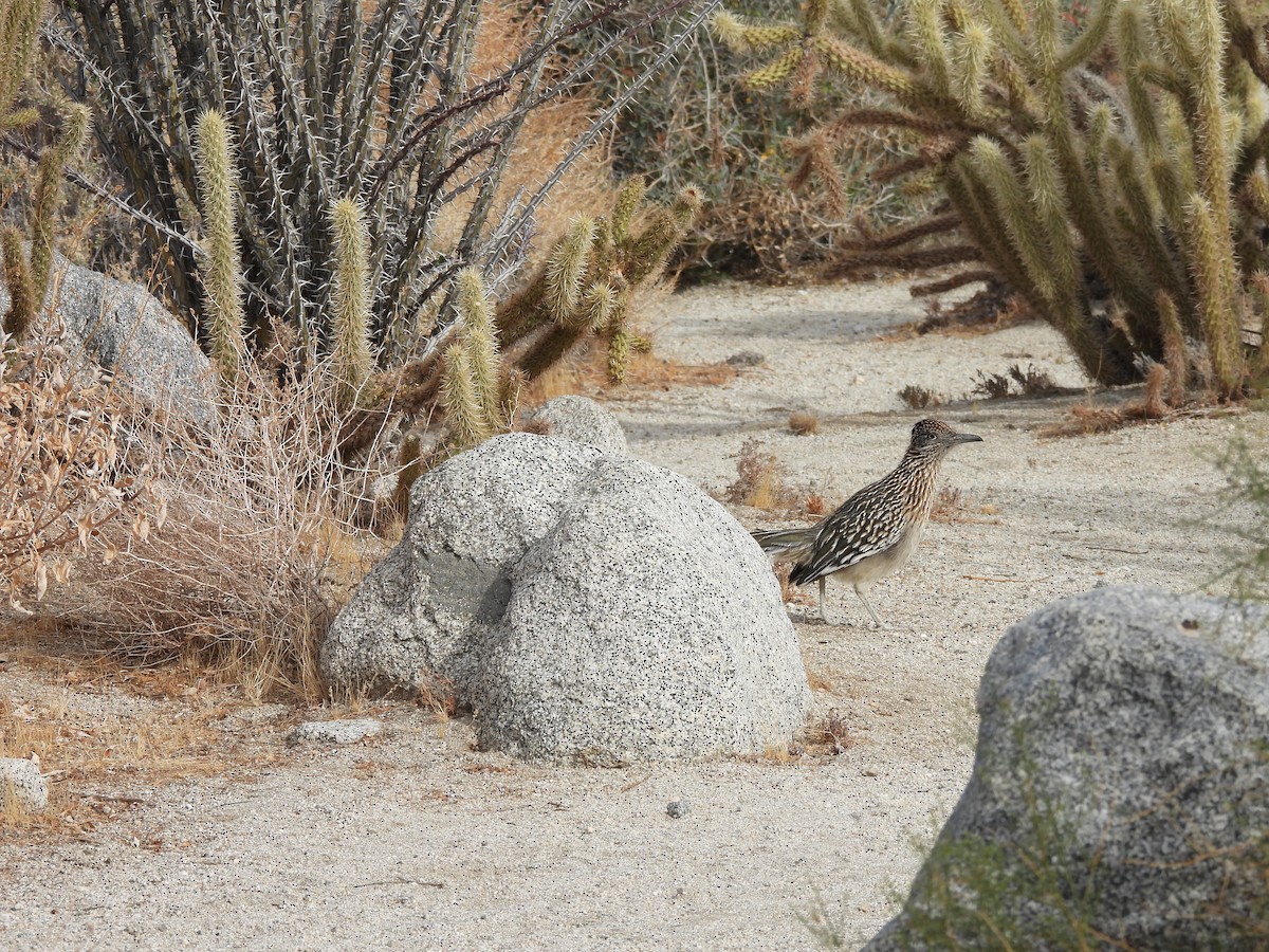 Greater Roadrunner - ML630526043