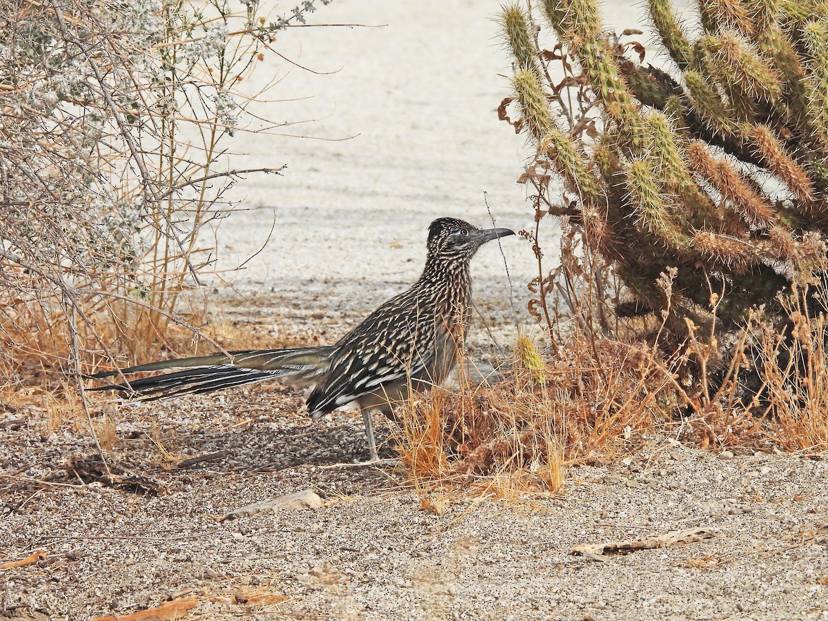 Greater Roadrunner - ML630526044