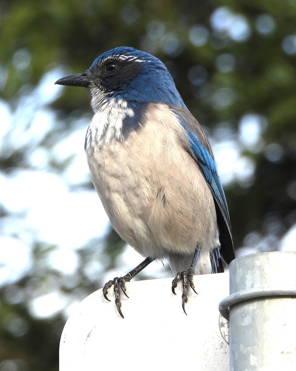 California Scrub-Jay - ML630526059