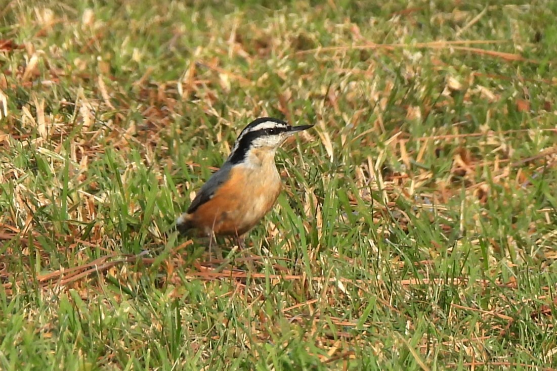 Red-breasted Nuthatch - ML630526077