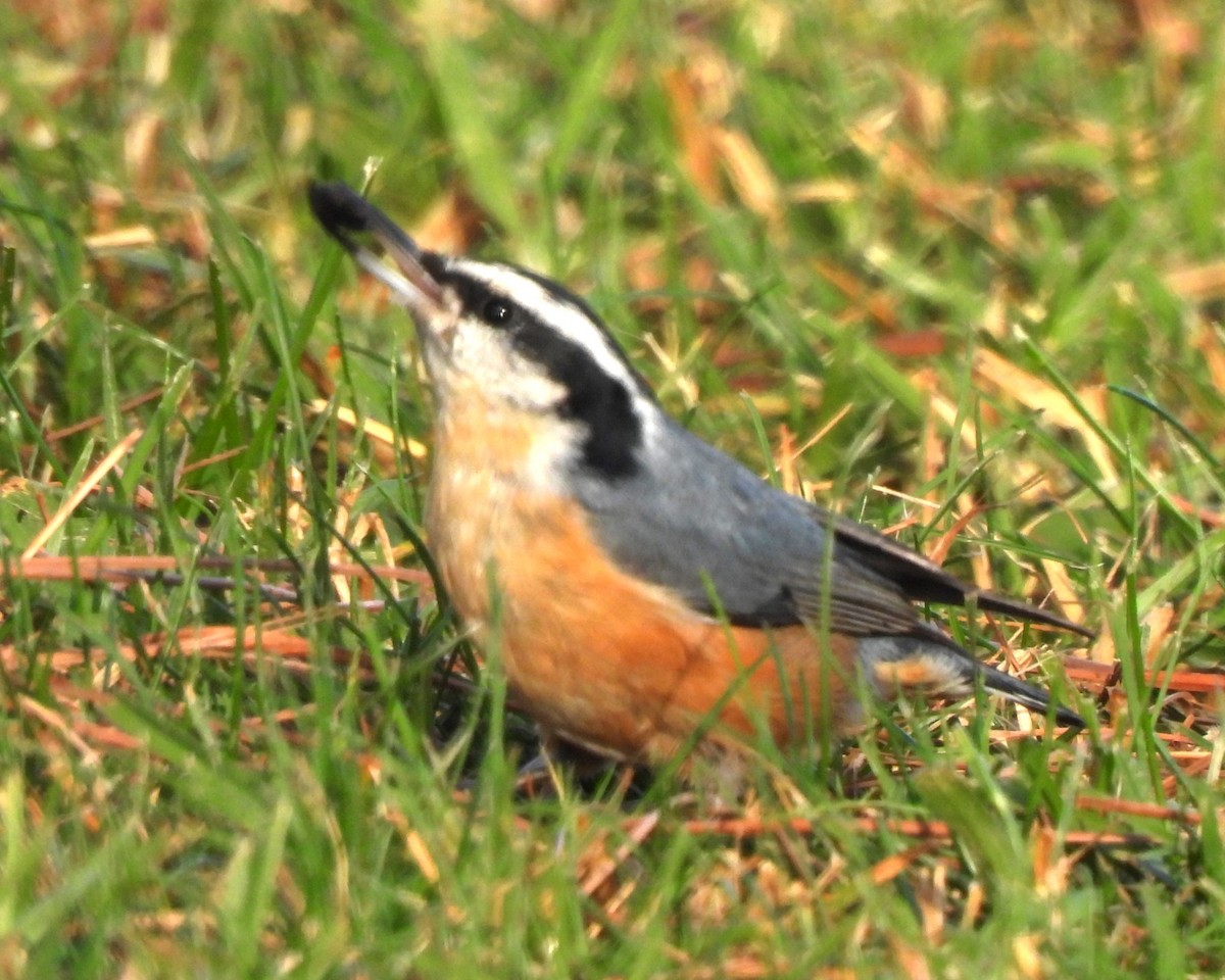 Red-breasted Nuthatch - ML630526078
