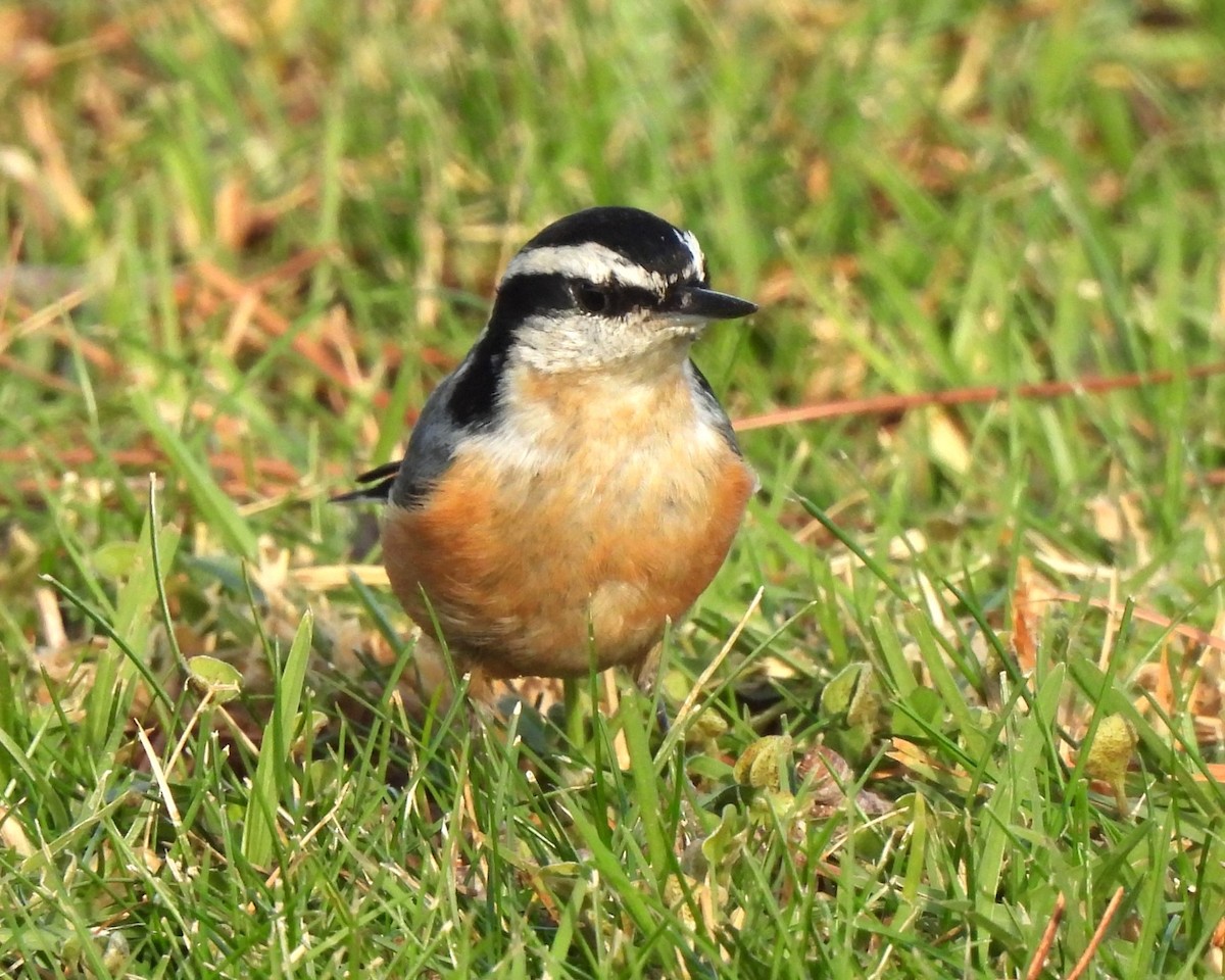 Red-breasted Nuthatch - ML630526085