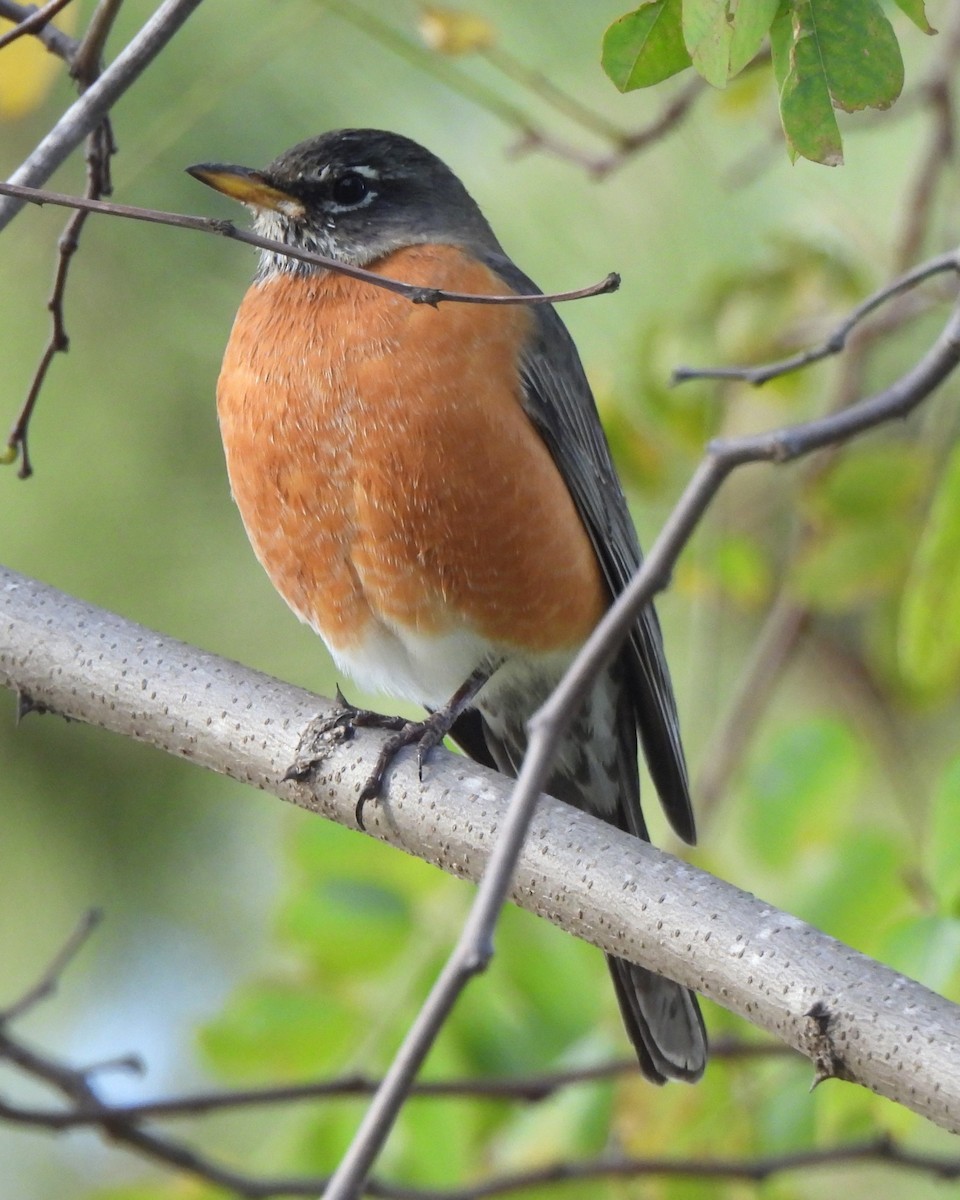 American Robin - ML630526102