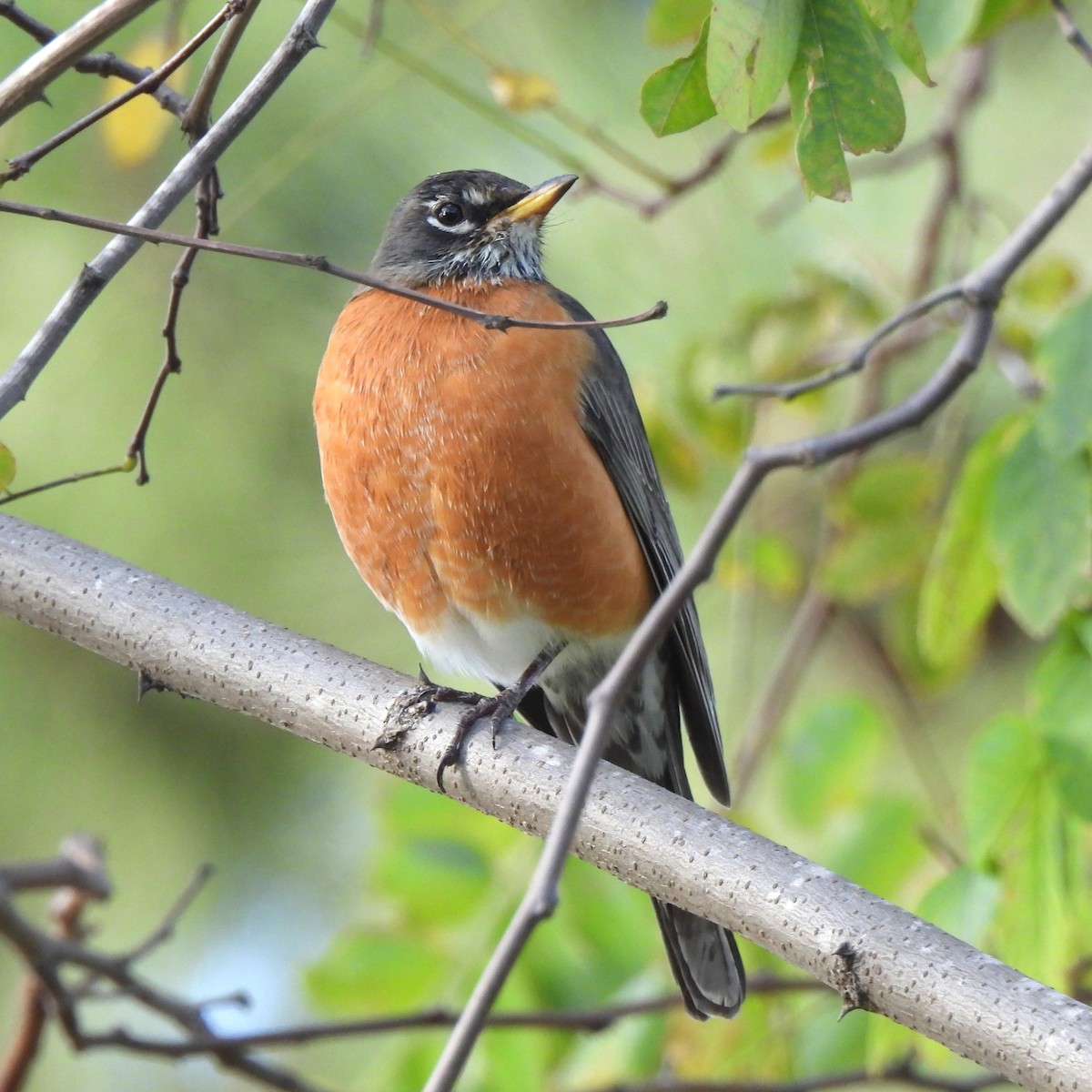 American Robin - ML630526103