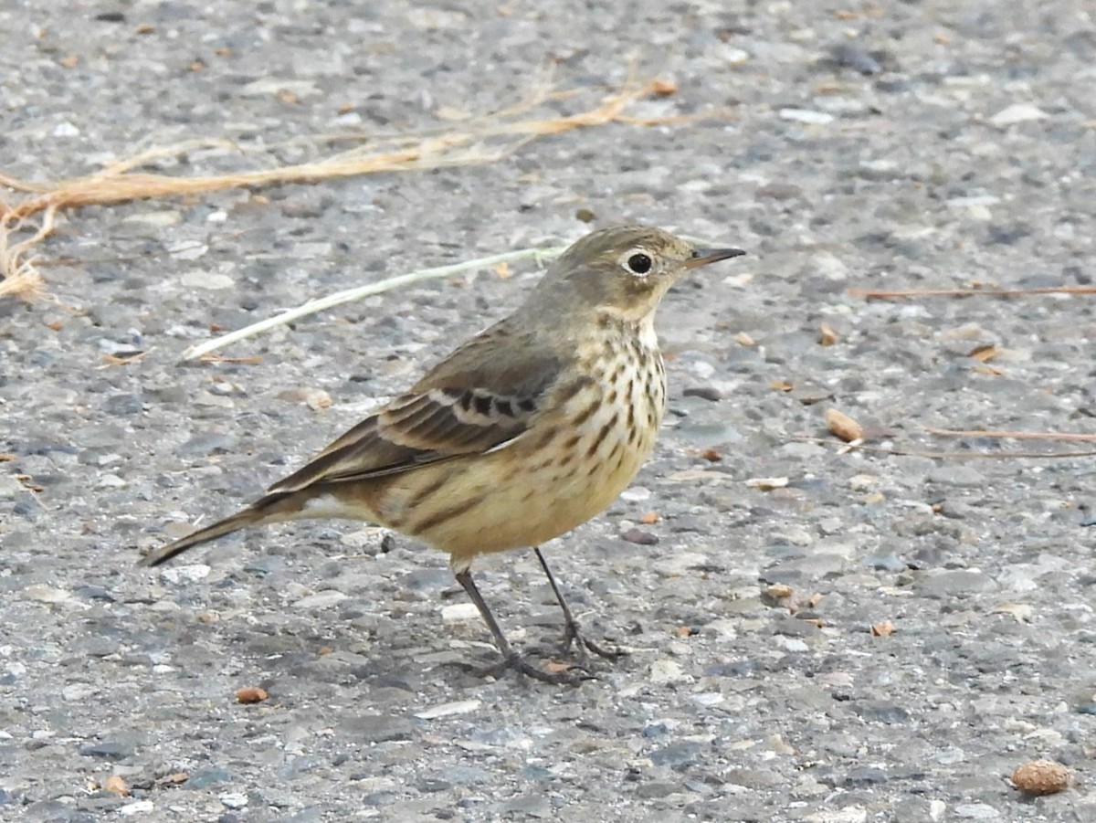 American Pipit - ML630526120