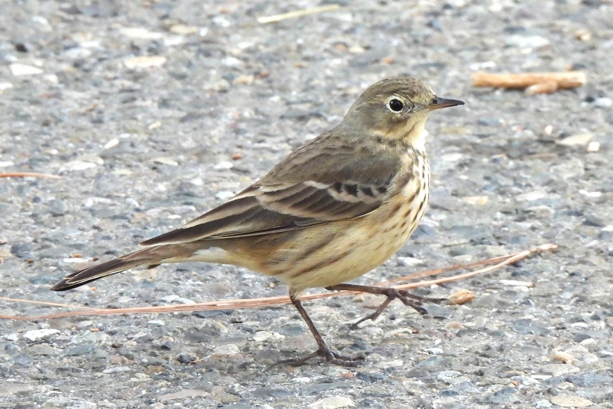 American Pipit - ML630526129