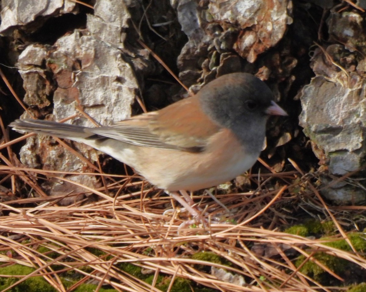 Dark-eyed Junco - ML630526151