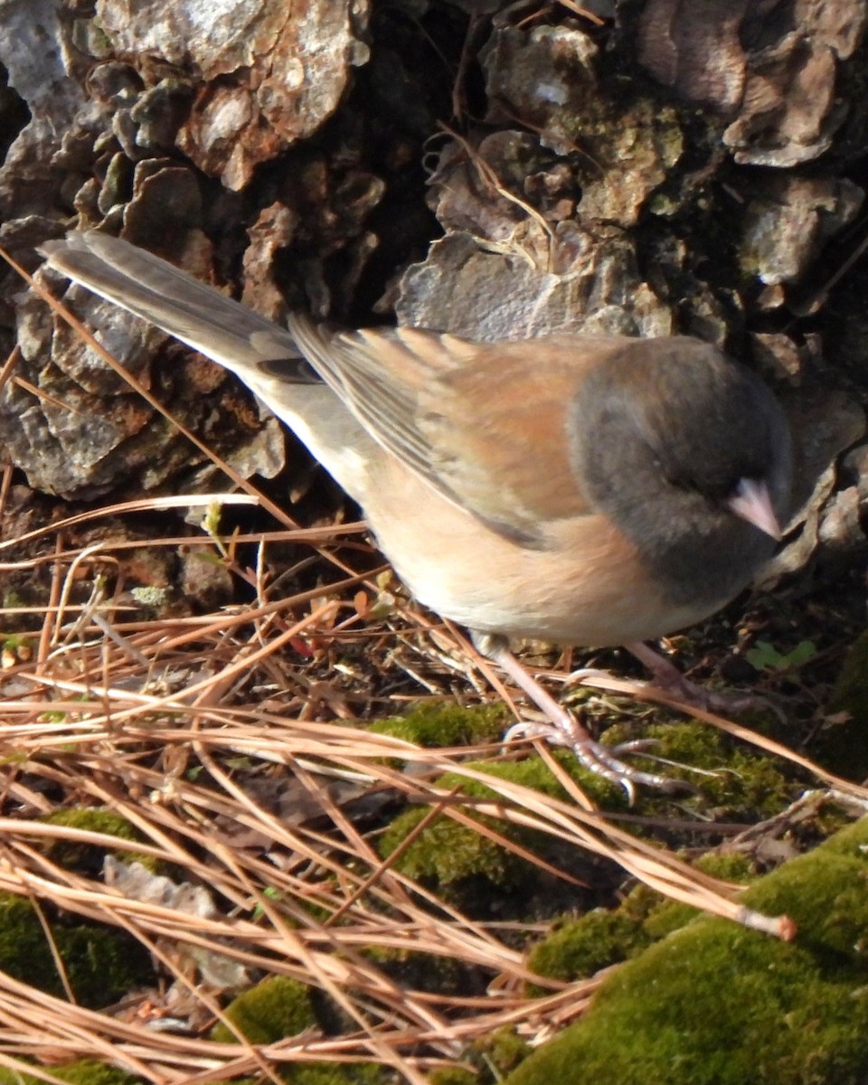 Dark-eyed Junco - ML630526152
