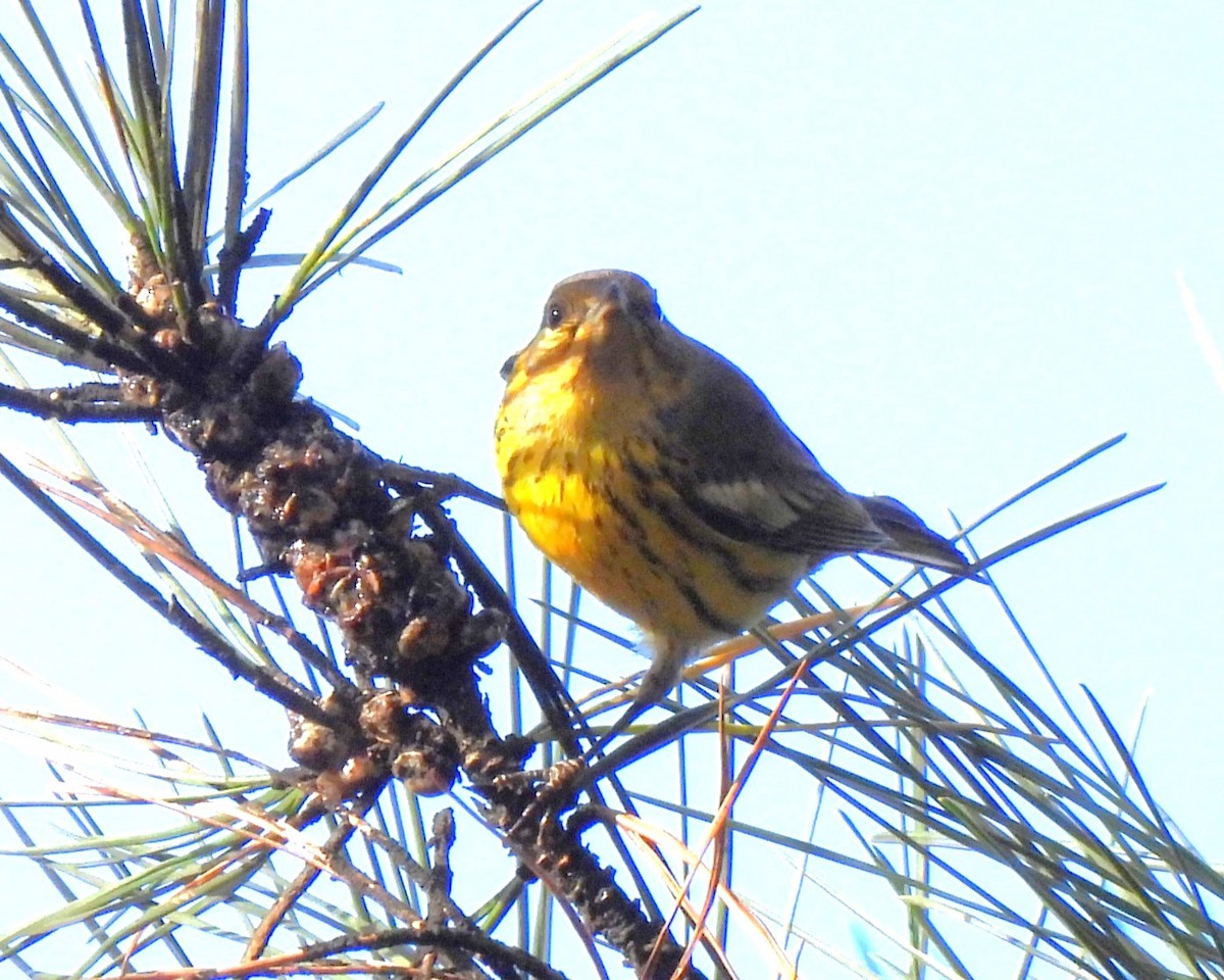 Cape May Warbler - ML630526169